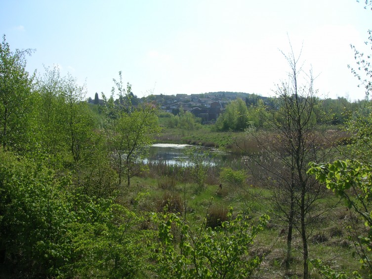 Cannock Chase