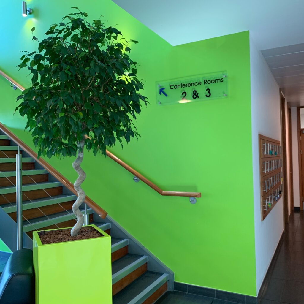 Greenery in office and colourful wall